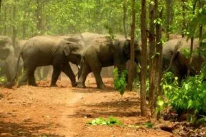 dalma-wildlife-sanctuary-qu8i46o4gm9xjy5rlbv6lbyztryvf2dwme3y9fnb2o
